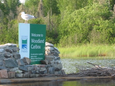 Woodland Caribou wilderness Park.